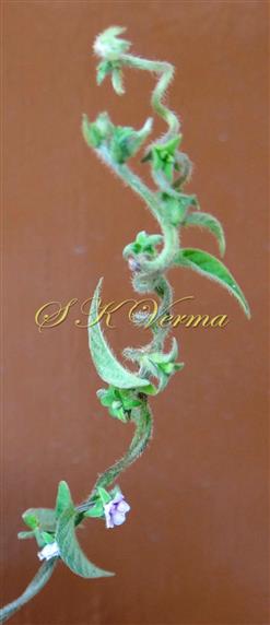  Plant